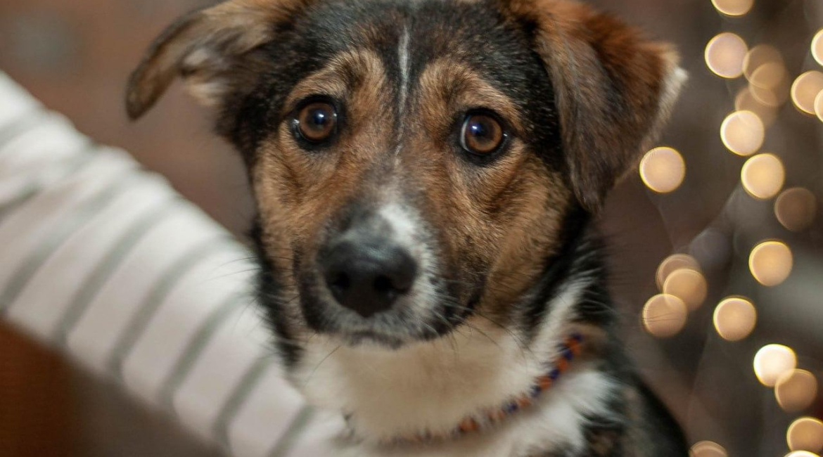 Chiens à adopter